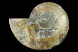 Agatized Ammonite Fossil (Half) - Madagascar #139671-1